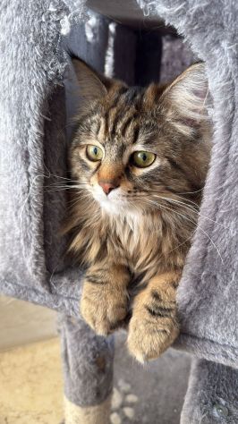 Gatto Siberiano per accoppiamento - Foto 3