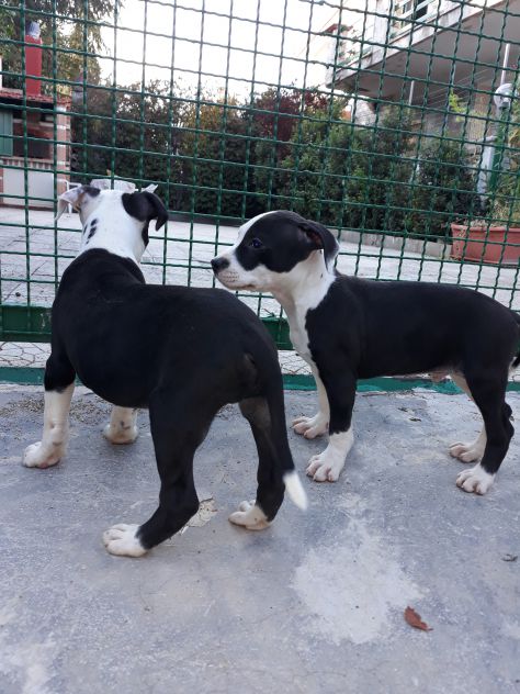 Allevamento Amstaff Black &amp; White Puglia con pedigree - Foto 5