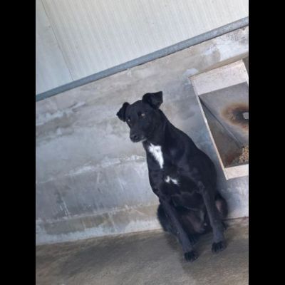AARON dolce e vitale carbonello, CANE IN ADOZIONE - Foto 4