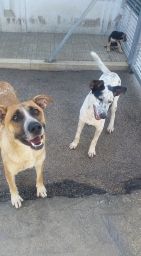 ELLEN E ALICE, dolci cagnoline - Foto 4
