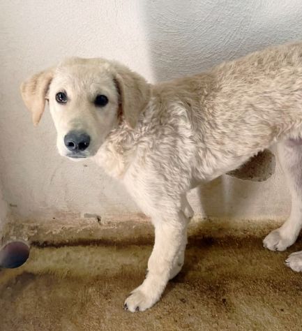 ETTORE L' OCCASIONE PER APRIRSI ALLA VITA CUCCIOLO IN ADOZIONE