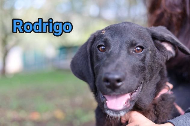 RODRIGO E ABBONDIO CUCCIOLI IN ADOZIONE - Foto 3
