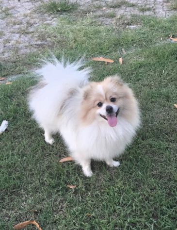 Volpino di pomerania pedigree - Foto 5