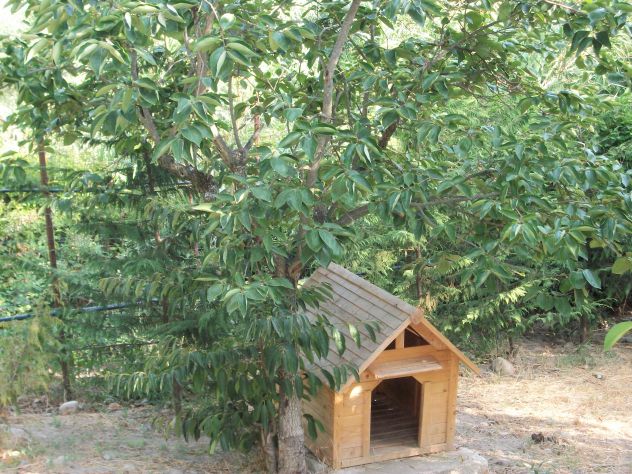 Pensione per Cani in Basilicata in provincia di Potenza - Foto 4