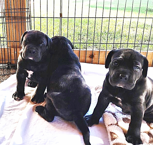 Cuccioli cane corso alta genealogia