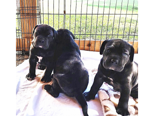 Cuccioli cane corso alta genealogia