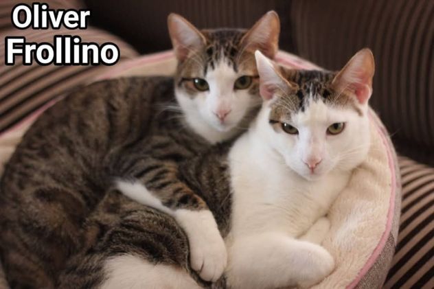 2mici 15mesi INSEPARABILI adozione saltata!! ROMA SOS - Foto 5