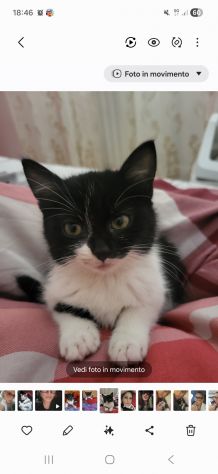 Gatti - Foto 6