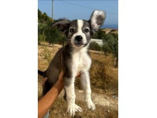 Mabel cucciolo in canile