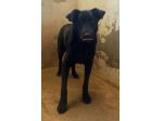UN MIRACOLO PER BOMBOLO CANE IN ADOZIONE
