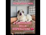NATAN  MERAVIGLIOSO CUCCIOLO IN ADOZIONE