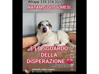 NATAN MERAVIGLIOSO CUCCIOLO IN ADOZIONE