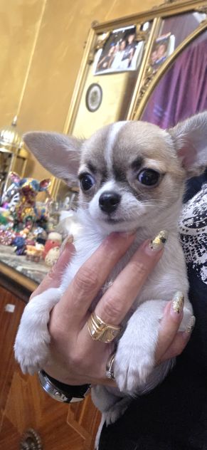 Chihuahua cuccioli