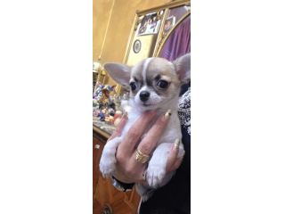 Chihuahua cuccioli