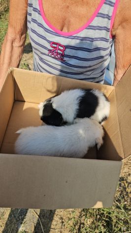 Rino: 2 mesi taglia contenuta - Foto 6