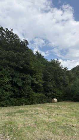 Terreno agricolo 12.000 mq con fronte strada - Foto 2