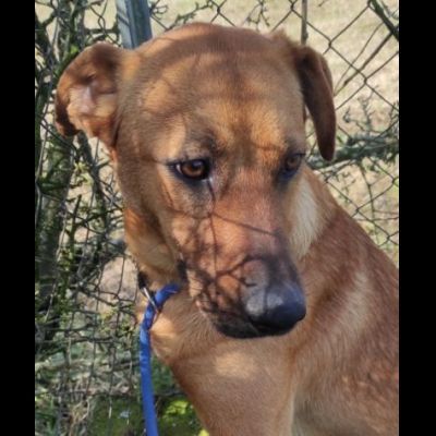 ZACK E FABER IN RECLUSIONE SENZA COLPA. CAGNOLINI IN ADOZIONE - Foto 10