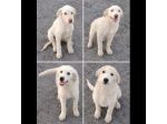 MERAVIGLIOSI CUCCIOLI IN ADOZIONE