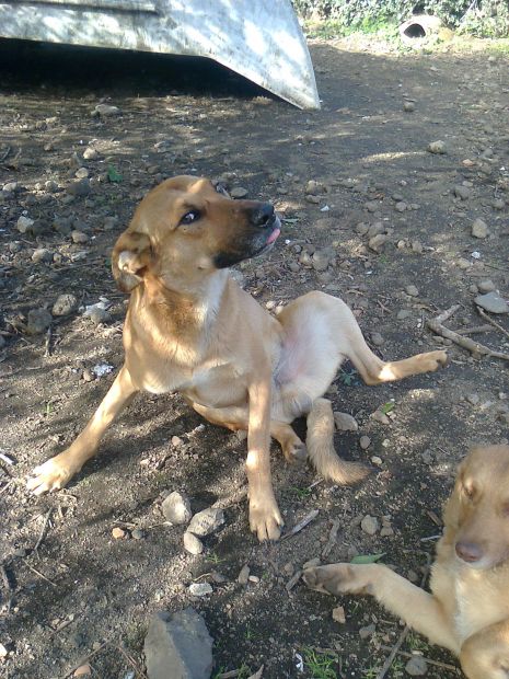 TEO, buonissimo vive per strada - Foto 2