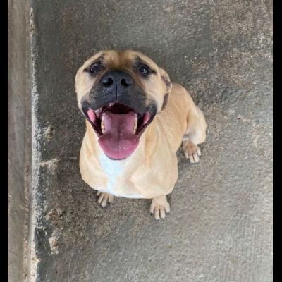 OTIS MENDICANTE DI CAREZZE CANE IN ADOZIONE - Foto 10