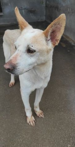 CANE DA ADOTTARE - Foto 2