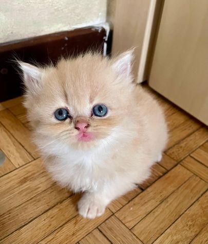 Splendidi cuccioli di gatto persiano