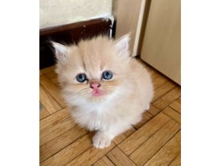 Splendidi cuccioli di gatto persiano