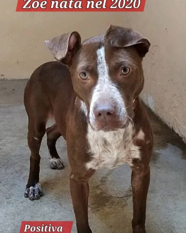 ZOE NON CE LA FA' PIÙ CANE IN ADOZIONE - Foto 5