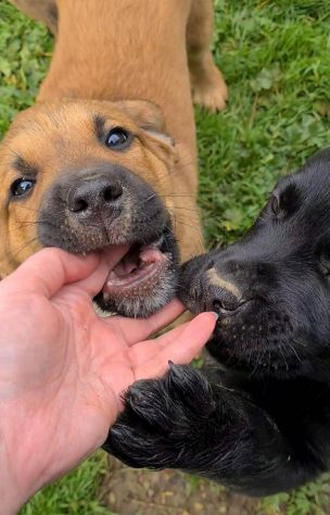CARRIE, super cucciola di 2 MESI E MEZZO. - Foto 7