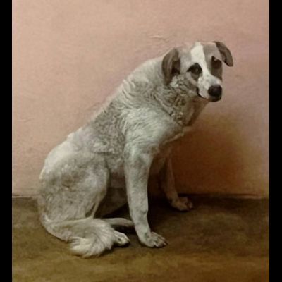 HANSIA, UN MIRACOLO DI  LIBERTÀ CAGNOLINA IN ADOZIONE - Foto 2