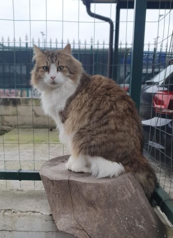 regalo gatto simil norvegese - Foto 2