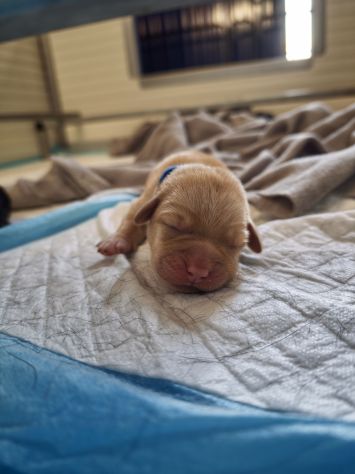Cuccioli di Labrador retriever neri e gialli - Foto 4