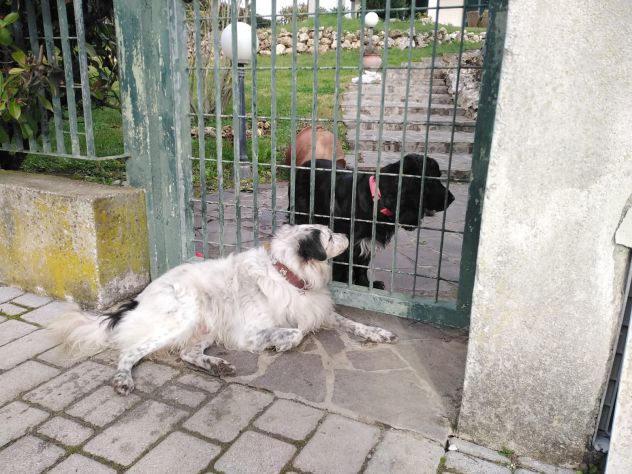 MACCHIA, cagnolino taglia piccola - Foto 2