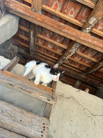 regalo gattini - Foto 3