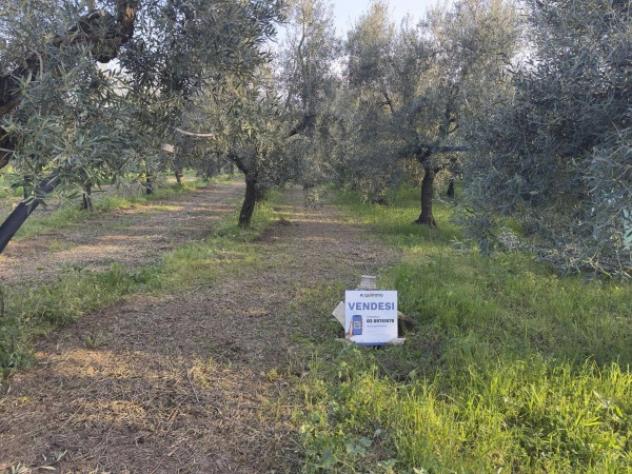Immobile in asta di 13458 m² in vendita a Andria - Foto 3