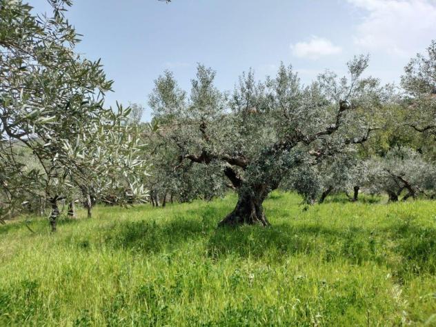 Uliveto in vendita a Mozzagrogna - Foto 3