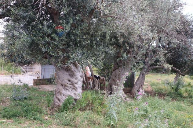 Rustico in vendita a Ragusa, Donnafugata - Foto 8
