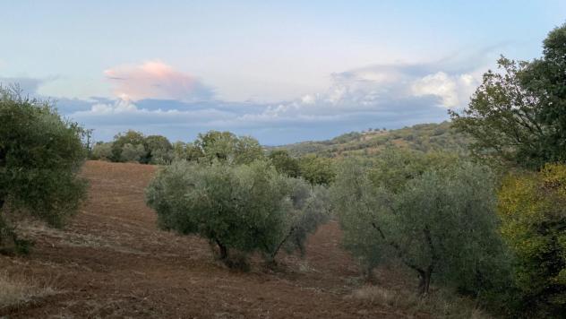 Terreno agricolo in vendita a Montorgiali - Scansano 103300 mq Rif: 1392018 - Foto 6