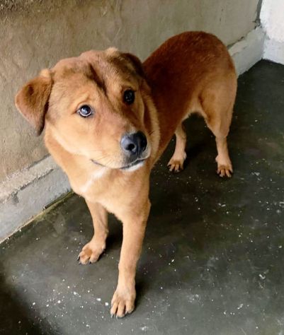 SIGFRIDO UNO SPLENDORE CANE IN ADOZIONE