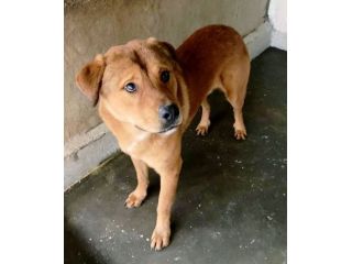 SIGFRIDO UNO SPLENDORE CANE IN ADOZIONE