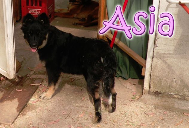 ASIA, stupenda lupetta di 5 mesi - Foto 8