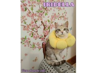 IRIDELLA, dolce micina in adozione!