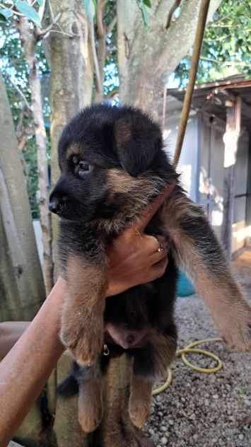 Cuccioli di pastore tedesco