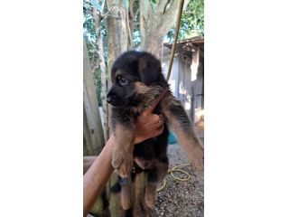 Cuccioli di pastore tedesco