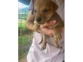 Romeo cucciolo