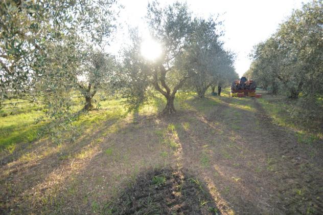 Seminativo in vendita a Grosseto - Foto 14