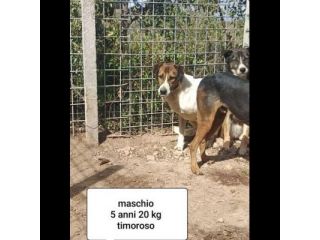 CANI IN ADOZIONE URGE AIUTARLI