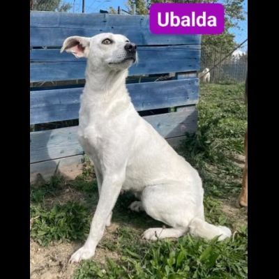 UBALDA E UGOLINO CAGNOLINI IN ADOZIONE - Foto 2