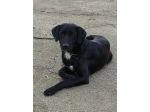 ZEUS, mix labrador bellissimo