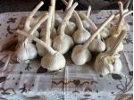 Aglione speciale per la cucina tradizionale